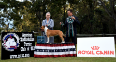 Intermediate In Show - Ch. Hotashell Queen Of Titans (AI)